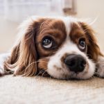 Gebrek aan kennis over verzekerbaarheid van huisdieren