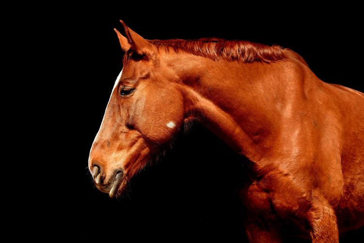 Paard 2 via Pixabay
