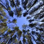 Zwitserleven plant bomen aan met vervallen kleine pensioenen